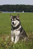 ALASKAN MALAMUTE 730